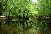 Verdura Properties Apalachicola River Preserve