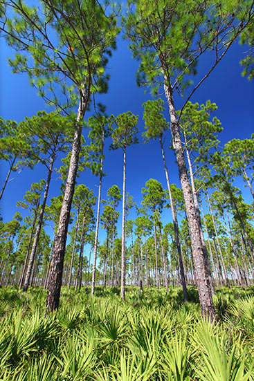 Verdura Properties Pine Trees photo